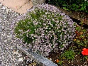 Fransız yaz kekiği fidesi thymus french summer