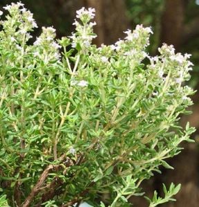 Fransız yaz kekiği fidesi thymus french summer