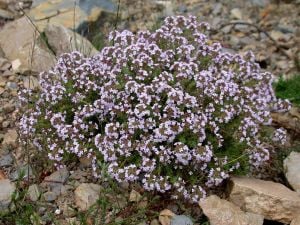 Fransız yaz kekiği fidesi thymus french summer
