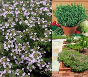 Fransız yaz kekiği fidesi thymus french summer