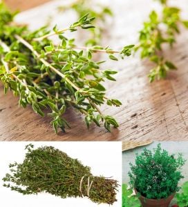 Fransız yaz kekiği fidesi thymus french summer