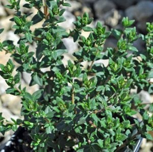 Fransız yaz kekiği fidesi thymus french summer
