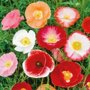 Shirley gelincik tohumu yalınkat tüm renkler karışım papaver rhoeas