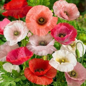 Shirley gelincik tohumu yalınkat tüm renkler karışım papaver rhoeas