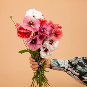 Shirley gelincik tohumu yalınkat tüm renkler karışım papaver rhoeas