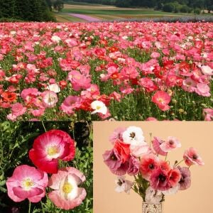 Shirley gelincik tohumu yalınkat tüm renkler karışım papaver rhoeas