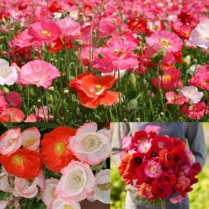 Shirley gelincik tohumu yalınkat tüm renkler karışım papaver rhoeas