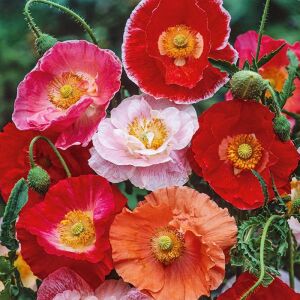 Shirley gelincik tohumu yalınkat tüm renkler karışım papaver rhoeas