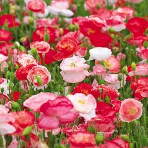 Shirley gelincik tohumu yalınkat tüm renkler karışım papaver rhoeas