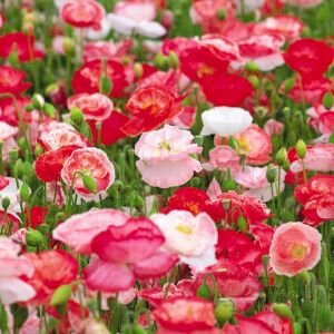 Shirley gelincik tohumu yalınkat tüm renkler karışım papaver rhoeas