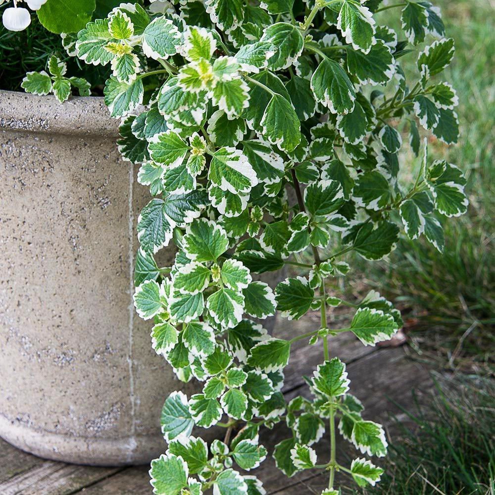 Plectranthus forsteri variegata fidesi sarkan 7 cm saksıda