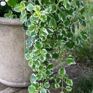 Plectranthus forsteri variegata fidesi sarkan 7 cm saksıda