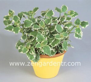 Plectranthus forsteri variegata fidesi sarkan 7 cm saksıda