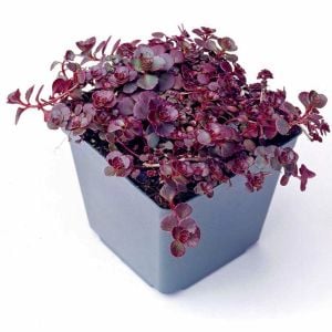Kırmızı sedum fidesi voodoo damkoruğu