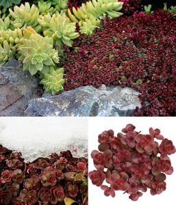 Kırmızı sedum fidesi voodoo damkoruğu