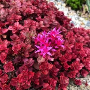 Kırmızı sedum fidesi voodoo damkoruğu