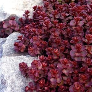 Kırmızı sedum fidesi voodoo damkoruğu