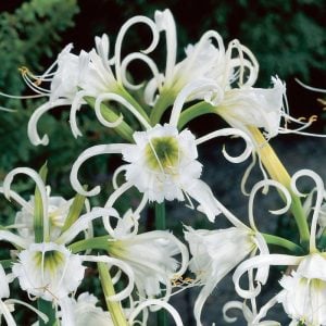 Örümcek zambağı saksıda hymenocallis festalis soğanı ismene