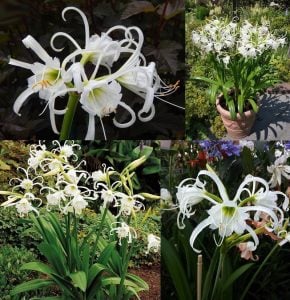 Örümcek zambağı saksıda hymenocallis festalis soğanı ismene