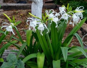 Örümcek zambağı saksıda hymenocallis festalis soğanı ismene
