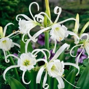 Örümcek zambağı saksıda hymenocallis festalis soğanı ismene