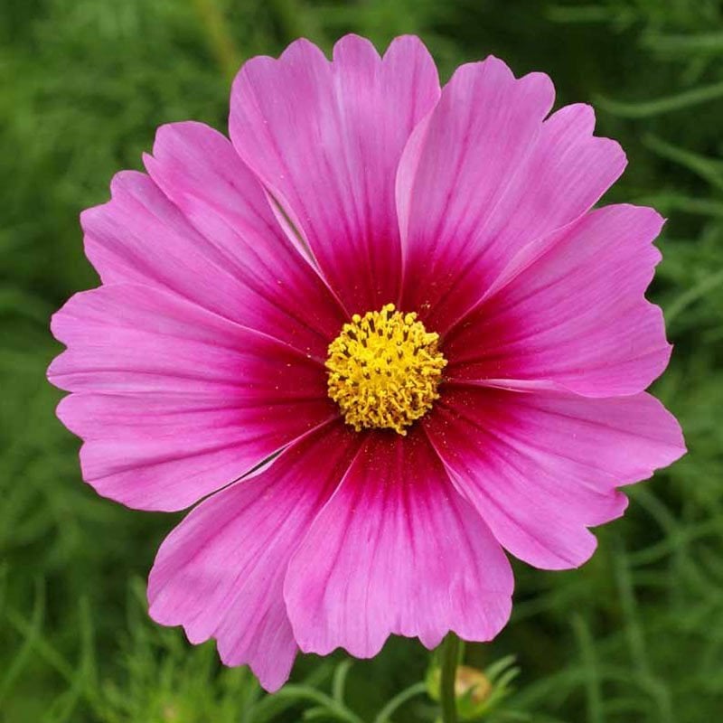 Radiance cosmos çiçeği tohumu kozmos