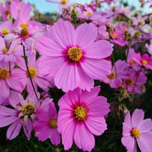 Radiance cosmos çiçeği tohumu kozmos
