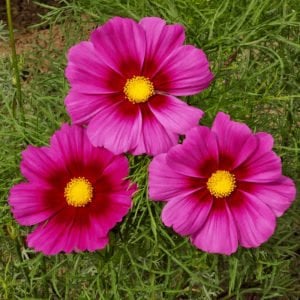 Radiance cosmos çiçeği tohumu kozmos