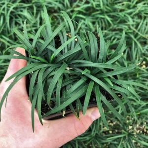 Koyu yeşil Osmanlı çimi ophiopogon japonicus nanus