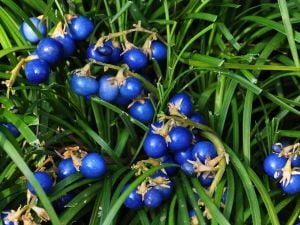 Koyu yeşil Osmanlı çimi ophiopogon japonicus nanus