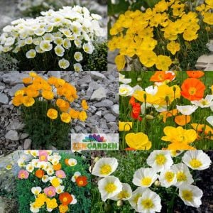 Alp gelincik tohumu papaver alpinium renkli karışım