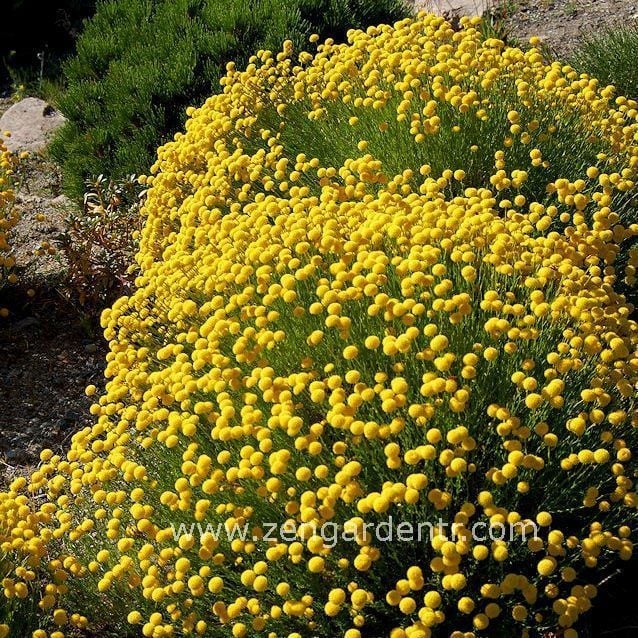 Santolina rosemarinifolia tohumu iri çiçekli yaz kış yeşil