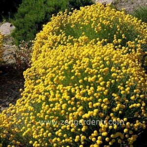 Santolina rosemarinifolia tohumu iri çiçekli yaz kış yeşil