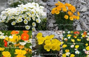 Alp gelincik tohumu papaver alpinium renkli karışım