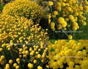 Santolina rosemarinifolia tohumu iri çiçekli yaz kış yeşil