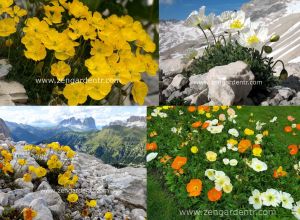 Alp gelincik tohumu papaver alpinium renkli karışım
