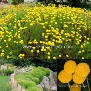 Santolina rosemarinifolia tohumu iri çiçekli yaz kış yeşil