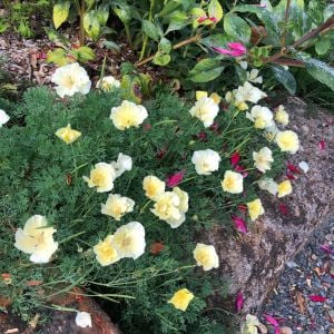 Beyaz eschscholzia tohumu acem lalesi californica alba