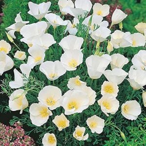 Beyaz eschscholzia tohumu acem lalesi californica alba