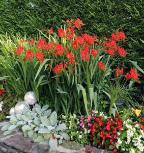 10 adet montbretia soğanı karışımı tüm renkler mix crocosmia