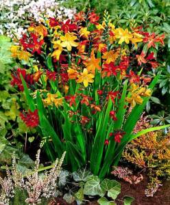 10 adet montbretia soğanı karışımı tüm renkler mix crocosmia