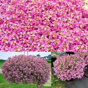 Pembe kokulu alyssum tohumu ballıca lobularia maritima