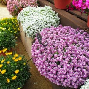 Pembe kokulu alyssum tohumu ballıca lobularia maritima