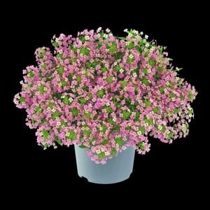 Pembe kokulu alyssum tohumu ballıca lobularia maritima