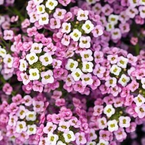 Pembe kokulu alyssum tohumu ballıca lobularia maritima