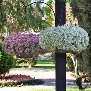 Pembe kokulu alyssum tohumu ballıca lobularia maritima