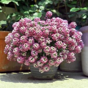 Pembe kokulu alyssum tohumu ballıca lobularia maritima