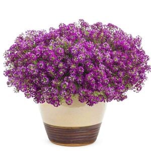 Mor kraliyet halısı tohumu kokulu bodur alyssum ballıca lobularia maritima