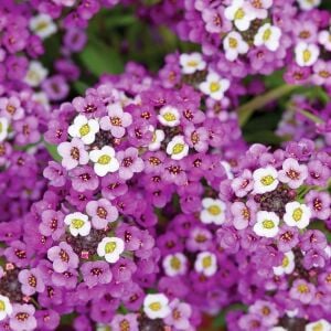 Mor kraliyet halısı tohumu kokulu bodur alyssum ballıca lobularia maritima
