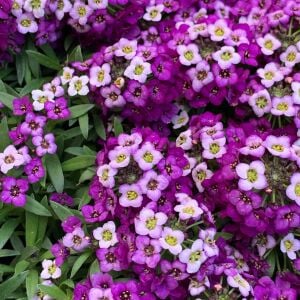 Mor kraliyet halısı tohumu kokulu bodur alyssum ballıca lobularia maritima